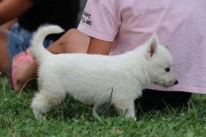 White-Swiss-Shepherd-Puppies-BTWW-GosaNostra-September-12092018-0100