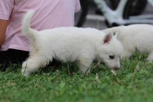 White-Swiss-Shepherd-Puppies-BTWW-GosaNostra-September-12092018-0102