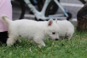 White-Swiss-Shepherd-Puppies-BTWW-GosaNostra-September-12092018-0103