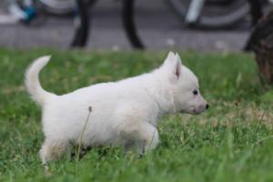 White-Swiss-Shepherd-Puppies-BTWW-GosaNostra-September-12092018-0106