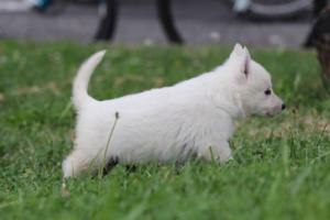 White-Swiss-Shepherd-Puppies-BTWW-GosaNostra-September-12092018-0107