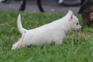 White-Swiss-Shepherd-Puppies-BTWW-GosaNostra-September-12092018-0108