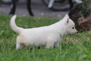 White-Swiss-Shepherd-Puppies-BTWW-GosaNostra-September-12092018-0109