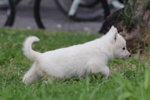 White-Swiss-Shepherd-Puppies-BTWW-GosaNostra-September-12092018-0110