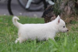 White-Swiss-Shepherd-Puppies-BTWW-GosaNostra-September-12092018-0111