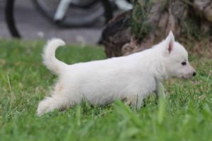 White-Swiss-Shepherd-Puppies-BTWW-GosaNostra-September-12092018-0112