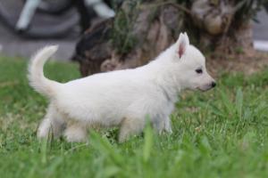 White-Swiss-Shepherd-Puppies-BTWW-GosaNostra-September-12092018-0113