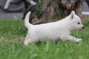 White-Swiss-Shepherd-Puppies-BTWW-GosaNostra-September-12092018-0114