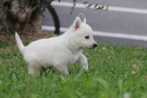 White-Swiss-Shepherd-Puppies-BTWW-GosaNostra-September-12092018-0115