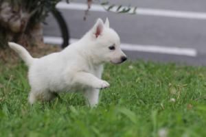 White-Swiss-Shepherd-Puppies-BTWW-GosaNostra-September-12092018-0116