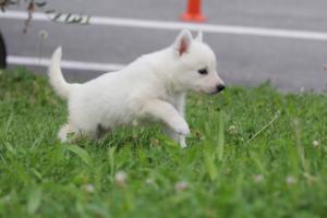 White-Swiss-Shepherd-Puppies-BTWW-GosaNostra-September-12092018-0117