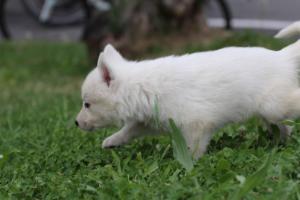 White-Swiss-Shepherd-Puppies-BTWW-GosaNostra-September-12092018-0118