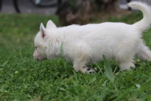White-Swiss-Shepherd-Puppies-BTWW-GosaNostra-September-12092018-0119