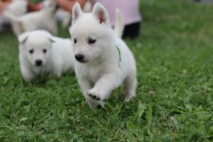 White-Swiss-Shepherd-Puppies-BTWW-GosaNostra-September-12092018-0120