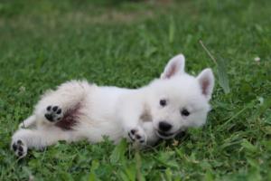 White-Swiss-Shepherd-Puppies-BTWW-GosaNostra-September-12092018-0121