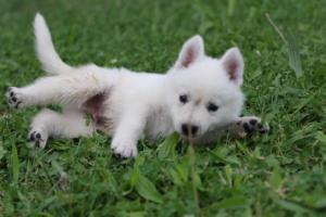 White-Swiss-Shepherd-Puppies-BTWW-GosaNostra-September-12092018-0122