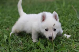 White-Swiss-Shepherd-Puppies-BTWW-GosaNostra-September-12092018-0123