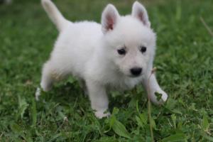 White-Swiss-Shepherd-Puppies-BTWW-GosaNostra-September-12092018-0124