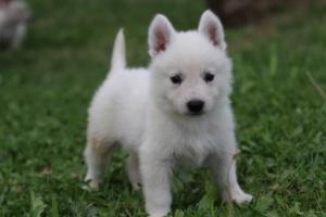 White-Swiss-Shepherd-Puppies-BTWW-GosaNostra-September-12092018-0125