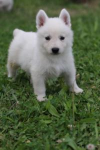 White-Swiss-Shepherd-Puppies-BTWW-GosaNostra-September-12092018-0126