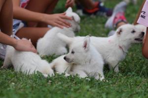 White-Swiss-Shepherd-Puppies-BTWW-GosaNostra-September-12092018-0127