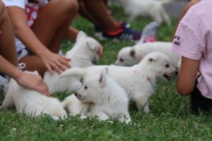 White-Swiss-Shepherd-Puppies-BTWW-GosaNostra-September-12092018-0128