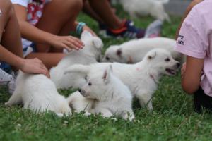 White-Swiss-Shepherd-Puppies-BTWW-GosaNostra-September-12092018-0129