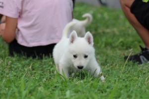 White-Swiss-Shepherd-Puppies-BTWW-GosaNostra-September-12092018-0130