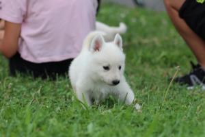 White-Swiss-Shepherd-Puppies-BTWW-GosaNostra-September-12092018-0131