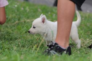White-Swiss-Shepherd-Puppies-BTWW-GosaNostra-September-12092018-0132