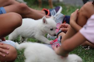 White-Swiss-Shepherd-Puppies-BTWW-GosaNostra-September-12092018-0134