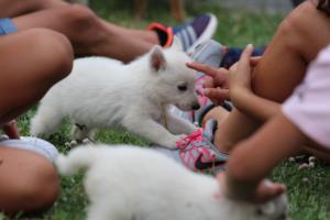 White-Swiss-Shepherd-Puppies-BTWW-GosaNostra-September-12092018-0135