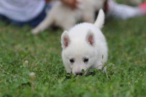 White-Swiss-Shepherd-Puppies-BTWW-GosaNostra-September-12092018-0137