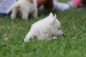 White-Swiss-Shepherd-Puppies-BTWW-GosaNostra-September-12092018-0138