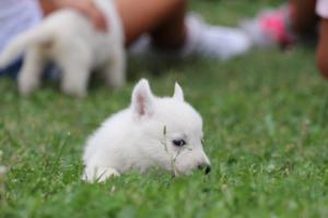 White-Swiss-Shepherd-Puppies-BTWW-GosaNostra-September-12092018-0139