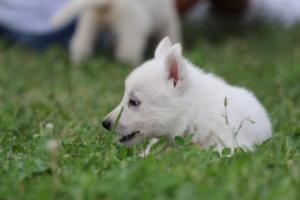 White-Swiss-Shepherd-Puppies-BTWW-GosaNostra-September-12092018-0140