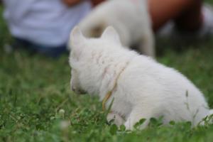 White-Swiss-Shepherd-Puppies-BTWW-GosaNostra-September-12092018-0141