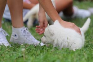 White-Swiss-Shepherd-Puppies-BTWW-GosaNostra-September-12092018-0142
