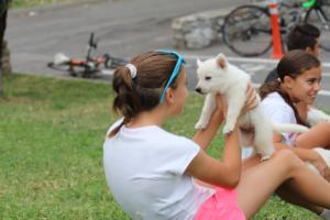 White-Swiss-Shepherd-Puppies-BTWW-GosaNostra-September-12092018-0146