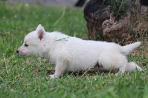 White-Swiss-Shepherd-Puppies-BTWW-GosaNostra-September-12092018-0157