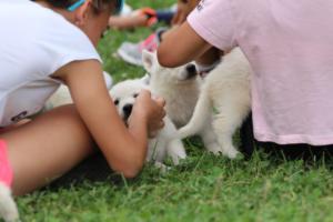 White-Swiss-Shepherd-Puppies-BTWW-GosaNostra-September-12092018-0158