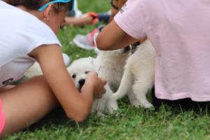 White-Swiss-Shepherd-Puppies-BTWW-GosaNostra-September-12092018-0159