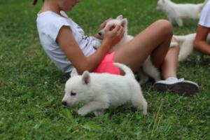White-Swiss-Shepherd-Puppies-BTWW-GosaNostra-September-12092018-0160