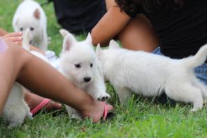 White-Swiss-Shepherd-Puppies-BTWW-GosaNostra-September-12092018-0163