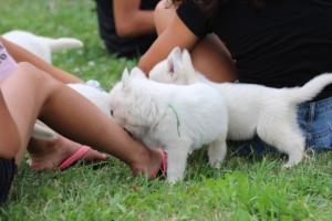 White-Swiss-Shepherd-Puppies-BTWW-GosaNostra-September-12092018-0164