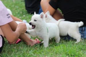 White-Swiss-Shepherd-Puppies-BTWW-GosaNostra-September-12092018-0166
