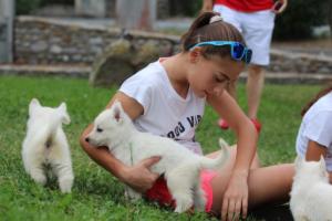 White-Swiss-Shepherd-Puppies-BTWW-GosaNostra-September-12092018-0168