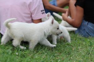 White-Swiss-Shepherd-Puppies-BTWW-GosaNostra-September-12092018-0170