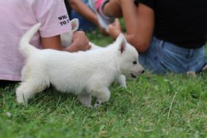 White-Swiss-Shepherd-Puppies-BTWW-GosaNostra-September-12092018-0171