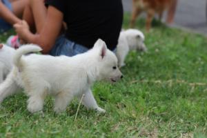 White-Swiss-Shepherd-Puppies-BTWW-GosaNostra-September-12092018-0172